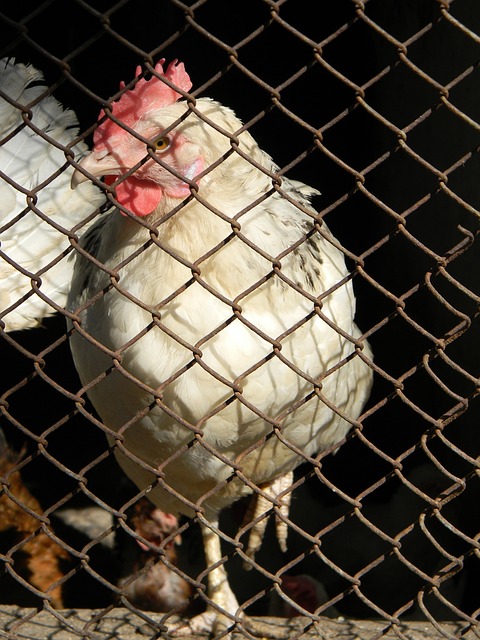 赛季欧冠小 赛季欧冠小